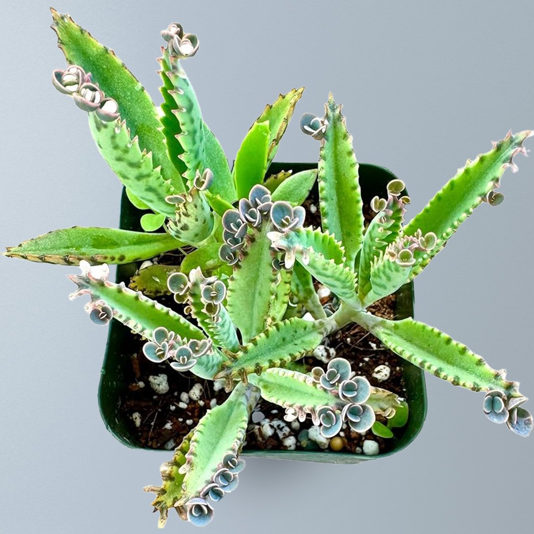 Mother of Thousands